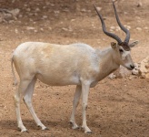 image of animal