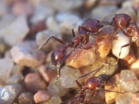 image of ant