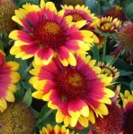 image of flower