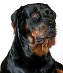 image of rottweiler
