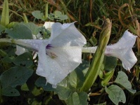 image of flower