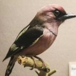 image of bird