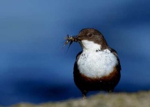 image of water_ouzel