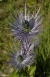 image of alpine_sea_holly #29