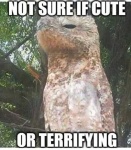 image of potoo
