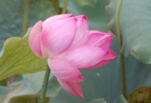 image of lotus #26