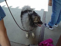 image of keeshond