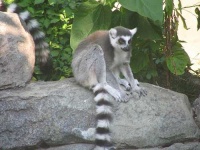 image of madagascar_cat