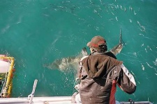image of great_white_shark