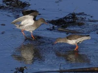 image of redshank