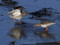 image of redshank #23