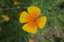 image of flower