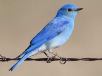 image of bluebird