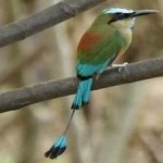 image of bird