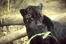 image of jaguar_car