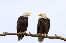 image of bald_eagle