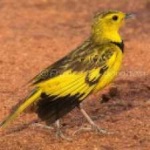 image of bird