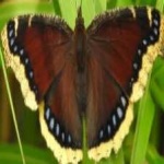 image of animal