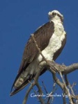 image of kite