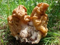 image of gyromitra