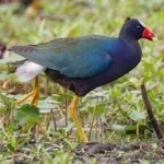 image of bird