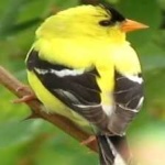 image of bird