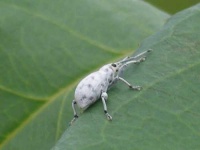 image of weevil