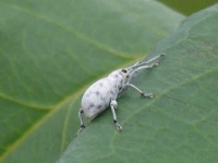 image of weevil #7