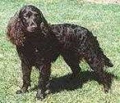 image of irish_water_spaniel #24