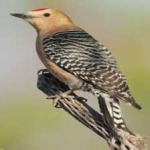 image of bird