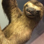 image of sloth