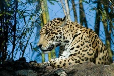 image of jaguar