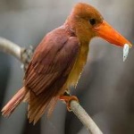 image of bird