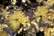 image of sea_anemone