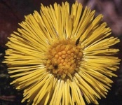 image of flower