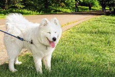 image of samoyed #11