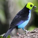 image of bird