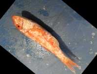 image of fish