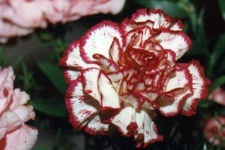 image of flower