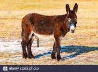 image of donkey #19