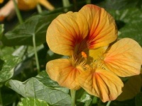 image of flower