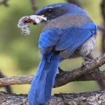 image of bird