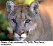 image of cougar_face