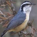 image of crested_nuthatch #11