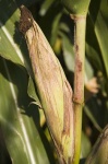 image of ear_corn #16