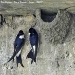 image of bird