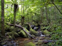 image of rainforest