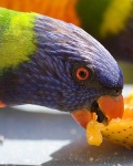 image of lorikeet