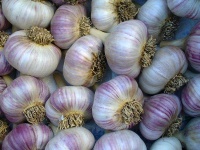 image of garlic #17