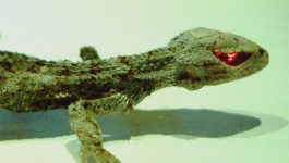 image of animal